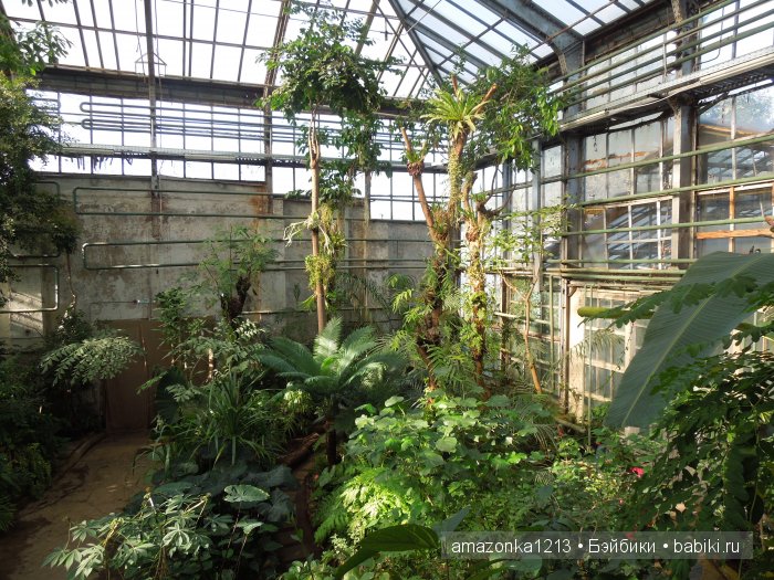 Георгины , пальмы , розы ИЛИ " мои заготовки хорошего настроения на зиму " | Бэйбики Георгины , пальмы , розы ИЛИ " мои заготовки хорошего настроения на зиму "