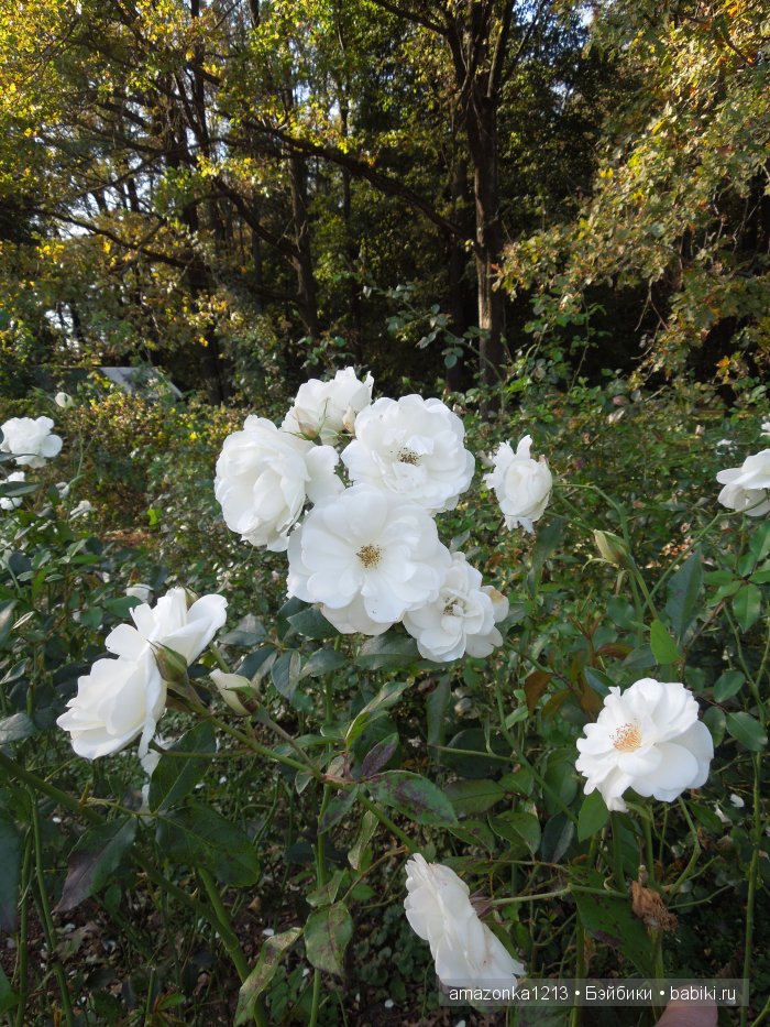 Георгины , пальмы , розы ИЛИ " мои заготовки хорошего настроения на зиму " | Бэйбики Георгины , пальмы , розы ИЛИ " мои заготовки хорошего настроения на зиму "
