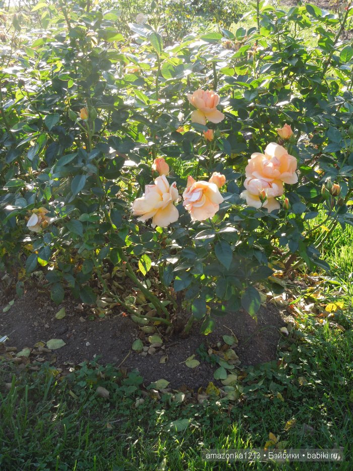 Георгины , пальмы , розы ИЛИ " мои заготовки хорошего настроения на зиму " | Бэйбики Георгины , пальмы , розы ИЛИ " мои заготовки хорошего настроения на зиму "