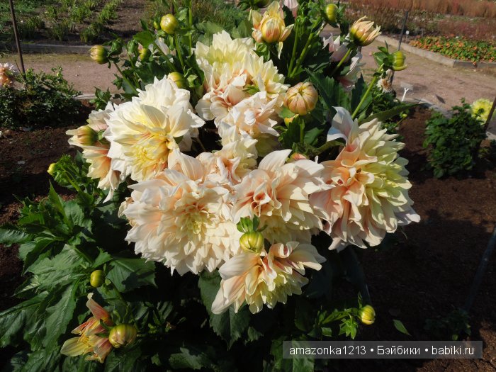 Георгины , пальмы , розы ИЛИ " мои заготовки хорошего настроения на зиму " | Бэйбики Георгины , пальмы , розы ИЛИ " мои заготовки хорошего настроения на зиму "