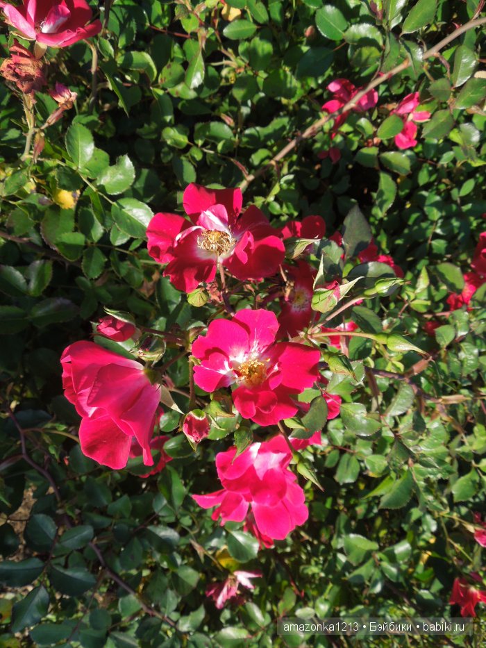 Георгины , пальмы , розы ИЛИ " мои заготовки хорошего настроения на зиму " | Бэйбики Георгины , пальмы , розы ИЛИ " мои заготовки хорошего настроения на зиму "