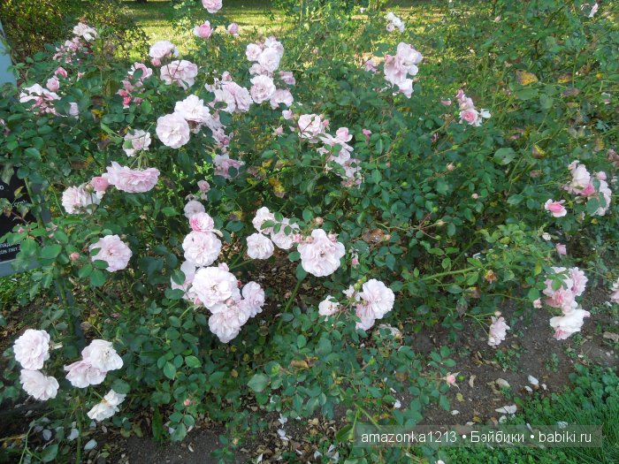 Георгины , пальмы , розы ИЛИ " мои заготовки хорошего настроения на зиму " | Бэйбики Георгины , пальмы , розы ИЛИ " мои заготовки хорошего настроения на зиму "