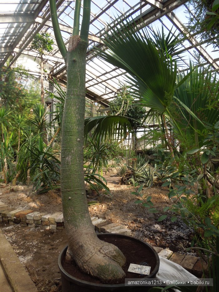 Георгины , пальмы , розы ИЛИ " мои заготовки хорошего настроения на зиму " | Бэйбики Георгины , пальмы , розы ИЛИ " мои заготовки хорошего настроения на зиму "