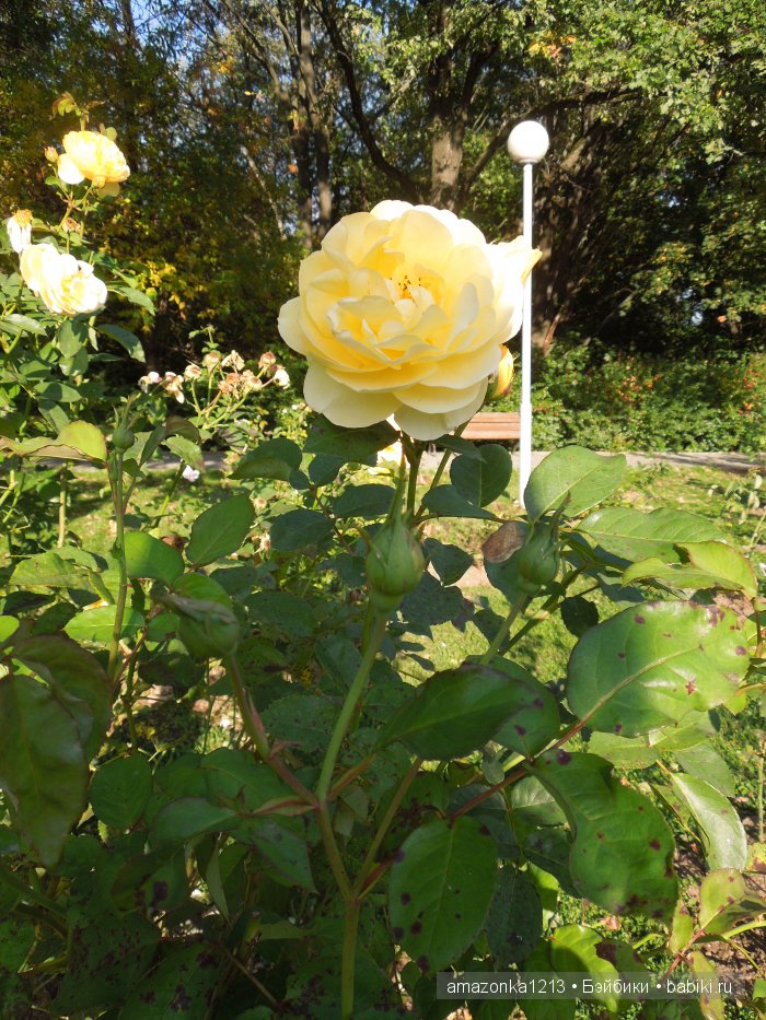Георгины , пальмы , розы ИЛИ " мои заготовки хорошего настроения на зиму " | Бэйбики Георгины , пальмы , розы ИЛИ " мои заготовки хорошего настроения на зиму "