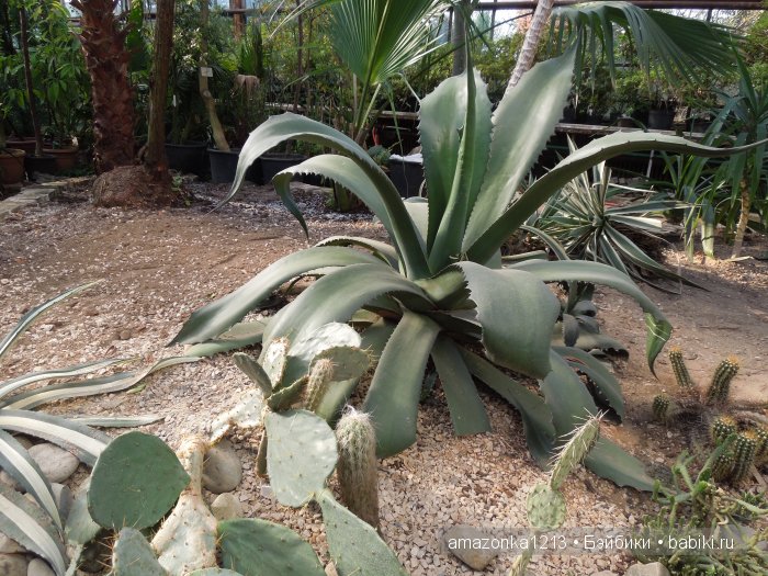 Георгины , пальмы , розы ИЛИ " мои заготовки хорошего настроения на зиму " | Бэйбики Георгины , пальмы , розы ИЛИ " мои заготовки хорошего настроения на зиму "