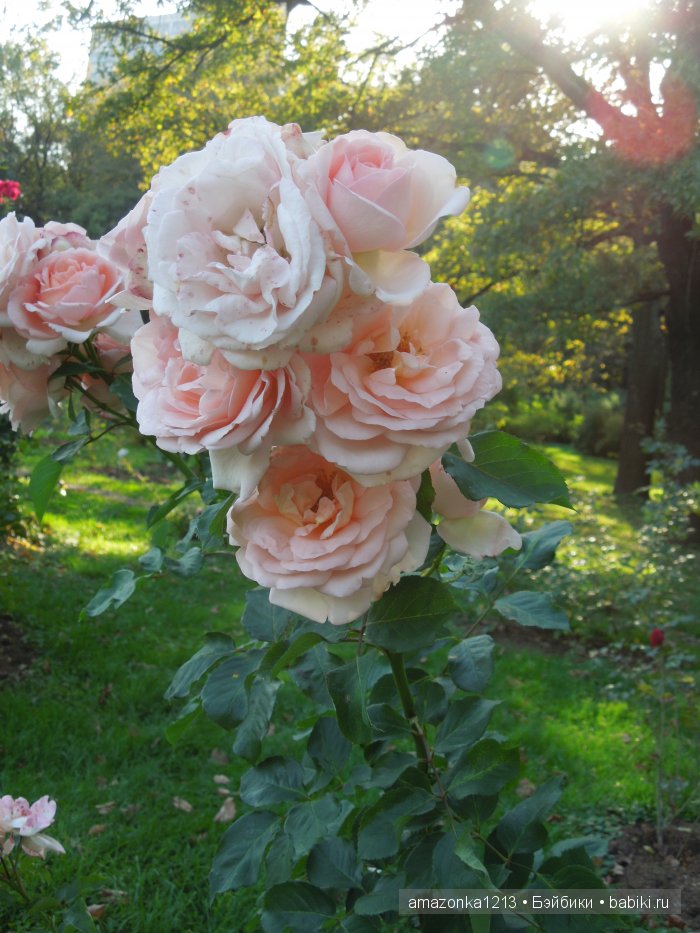 Георгины , пальмы , розы ИЛИ " мои заготовки хорошего настроения на зиму " | Бэйбики Георгины , пальмы , розы ИЛИ " мои заготовки хорошего настроения на зиму "