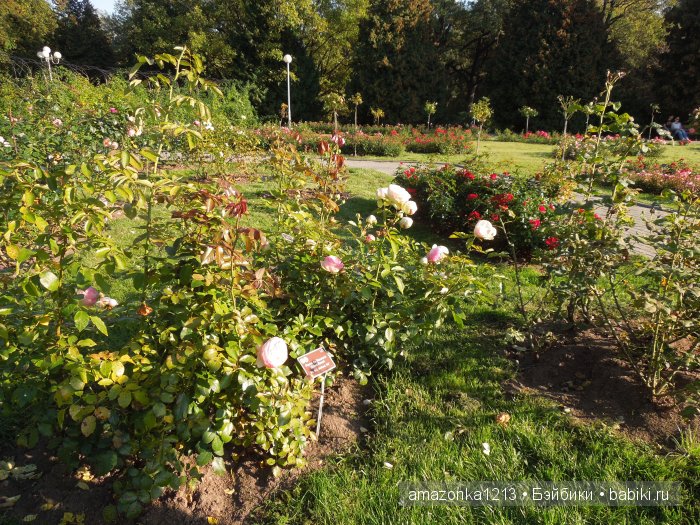 Георгины , пальмы , розы ИЛИ " мои заготовки хорошего настроения на зиму " | Бэйбики Георгины , пальмы , розы ИЛИ " мои заготовки хорошего настроения на зиму "