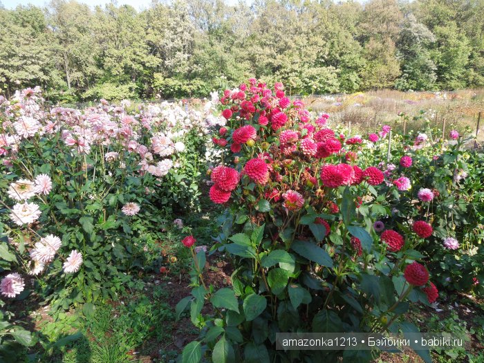 Георгины , пальмы , розы ИЛИ " мои заготовки хорошего настроения на зиму " | Бэйбики Георгины , пальмы , розы ИЛИ " мои заготовки хорошего настроения на зиму " (фото 10)