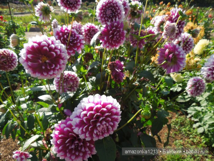 Георгины , пальмы , розы ИЛИ " мои заготовки хорошего настроения на зиму " | Бэйбики Георгины , пальмы , розы ИЛИ " мои заготовки хорошего настроения на зиму "