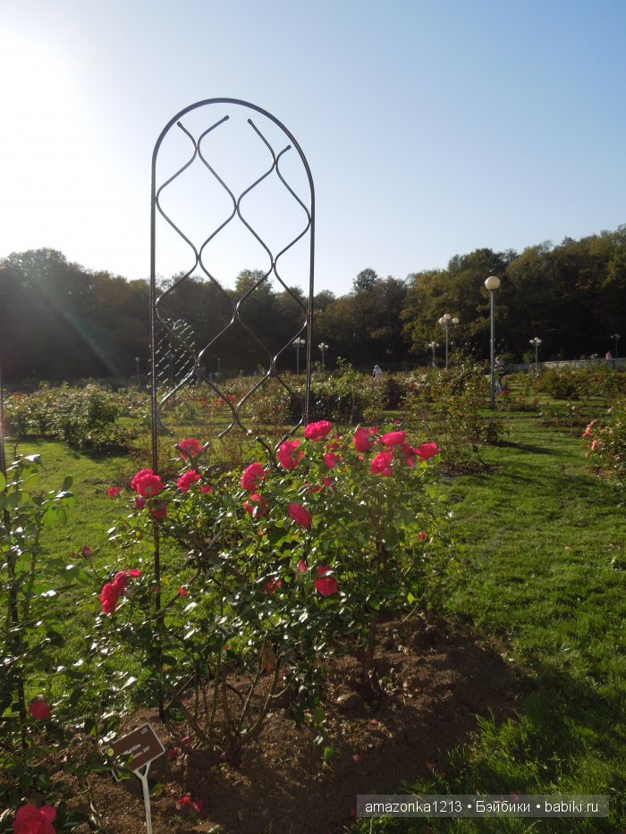 Георгины , пальмы , розы ИЛИ " мои заготовки хорошего настроения на зиму " | Бэйбики Георгины , пальмы , розы ИЛИ " мои заготовки хорошего настроения на зиму "