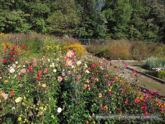 Георгины , пальмы , розы ИЛИ " мои заготовки хорошего настроения на зиму " | Бэйбики Георгины , пальмы , розы ИЛИ " мои заготовки хорошего настроения на зиму "