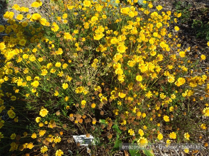 Георгины , пальмы , розы ИЛИ " мои заготовки хорошего настроения на зиму " | Бэйбики Георгины , пальмы , розы ИЛИ " мои заготовки хорошего настроения на зиму "