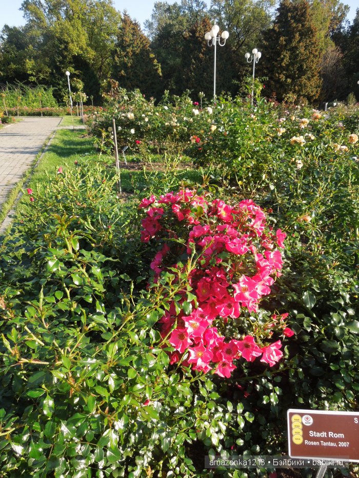 Георгины , пальмы , розы ИЛИ " мои заготовки хорошего настроения на зиму " | Бэйбики Георгины , пальмы , розы ИЛИ " мои заготовки хорошего настроения на зиму "