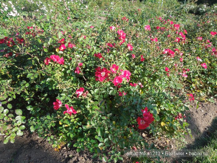 Георгины , пальмы , розы ИЛИ " мои заготовки хорошего настроения на зиму " | Бэйбики Георгины , пальмы , розы ИЛИ " мои заготовки хорошего настроения на зиму "