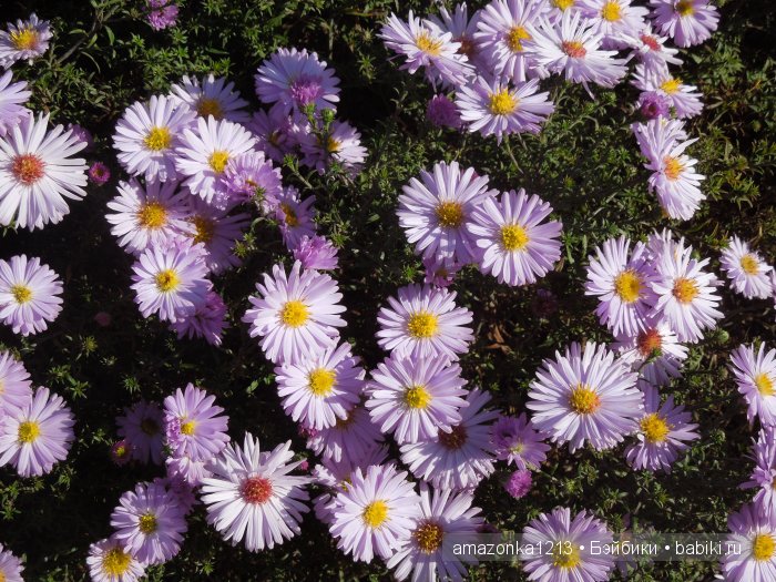 Георгины , пальмы , розы ИЛИ " мои заготовки хорошего настроения на зиму " | Бэйбики Георгины , пальмы , розы ИЛИ " мои заготовки хорошего настроения на зиму "