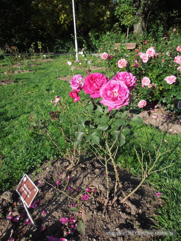 Георгины , пальмы , розы ИЛИ " мои заготовки хорошего настроения на зиму " | Бэйбики Георгины , пальмы , розы ИЛИ " мои заготовки хорошего настроения на зиму "