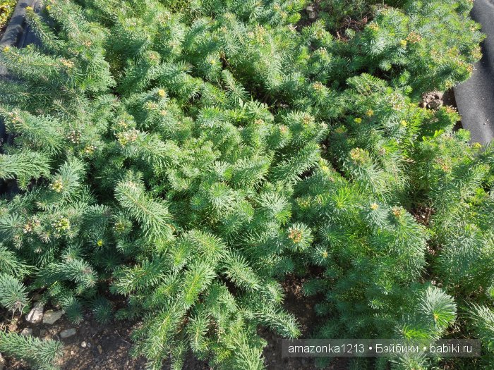 Георгины , пальмы , розы ИЛИ " мои заготовки хорошего настроения на зиму " | Бэйбики Георгины , пальмы , розы ИЛИ " мои заготовки хорошего настроения на зиму "