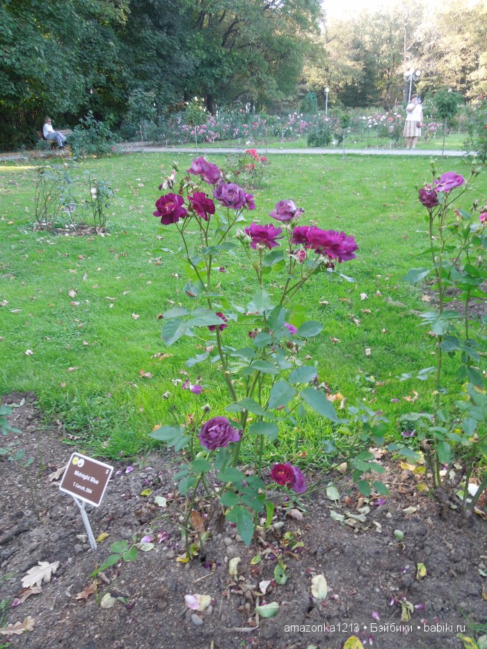 Георгины , пальмы , розы ИЛИ " мои заготовки хорошего настроения на зиму " | Бэйбики Георгины , пальмы , розы ИЛИ " мои заготовки хорошего настроения на зиму "