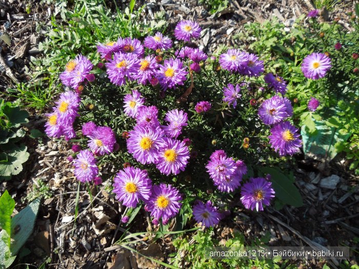 Георгины , пальмы , розы ИЛИ " мои заготовки хорошего настроения на зиму " | Бэйбики Георгины , пальмы , розы ИЛИ " мои заготовки хорошего настроения на зиму "
