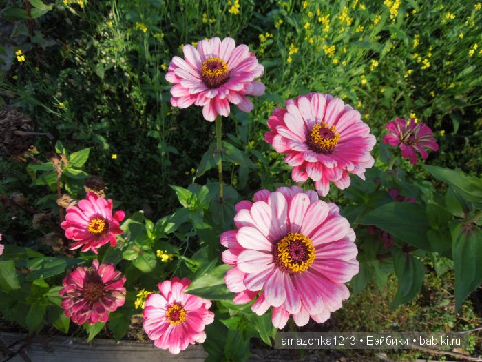 Георгины , пальмы , розы ИЛИ " мои заготовки хорошего настроения на зиму " | Бэйбики Георгины , пальмы , розы ИЛИ " мои заготовки хорошего настроения на зиму "