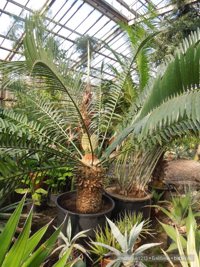 Георгины , пальмы , розы ИЛИ " мои заготовки хорошего настроения на зиму " | Бэйбики Георгины , пальмы , розы ИЛИ " мои заготовки хорошего настроения на зиму "