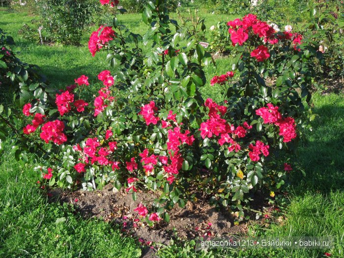 Георгины , пальмы , розы ИЛИ " мои заготовки хорошего настроения на зиму " | Бэйбики Георгины , пальмы , розы ИЛИ " мои заготовки хорошего настроения на зиму "