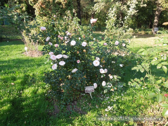 Георгины , пальмы , розы ИЛИ " мои заготовки хорошего настроения на зиму " | Бэйбики Георгины , пальмы , розы ИЛИ " мои заготовки хорошего настроения на зиму "