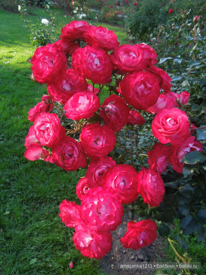 Георгины , пальмы , розы ИЛИ " мои заготовки хорошего настроения на зиму " | Бэйбики Георгины , пальмы , розы ИЛИ " мои заготовки хорошего настроения на зиму "