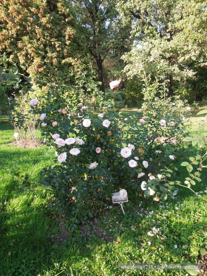 Георгины , пальмы , розы ИЛИ " мои заготовки хорошего настроения на зиму " | Бэйбики Георгины , пальмы , розы ИЛИ " мои заготовки хорошего настроения на зиму "