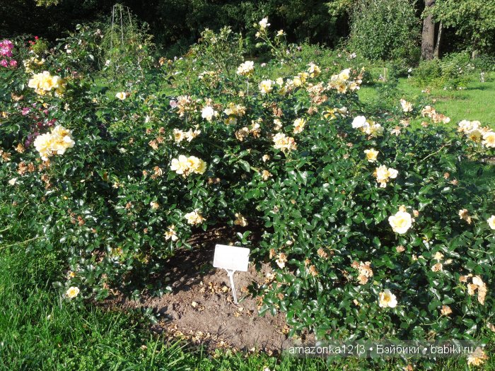 Георгины , пальмы , розы ИЛИ " мои заготовки хорошего настроения на зиму " | Бэйбики Георгины , пальмы , розы ИЛИ " мои заготовки хорошего настроения на зиму "
