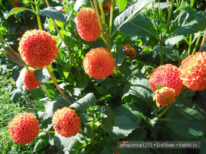 Георгины , пальмы , розы ИЛИ " мои заготовки хорошего настроения на зиму " | Бэйбики Георгины , пальмы , розы ИЛИ " мои заготовки хорошего настроения на зиму "