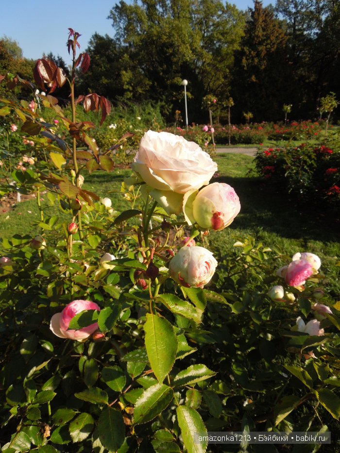Георгины , пальмы , розы ИЛИ " мои заготовки хорошего настроения на зиму " | Бэйбики Георгины , пальмы , розы ИЛИ " мои заготовки хорошего настроения на зиму "