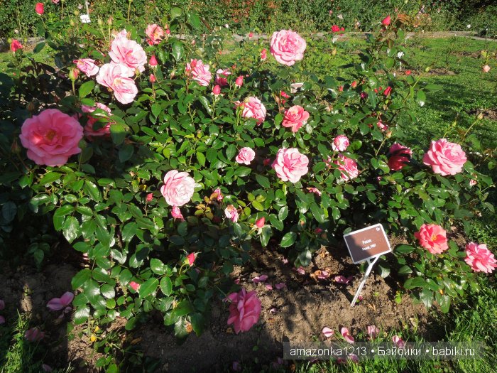 Георгины , пальмы , розы ИЛИ " мои заготовки хорошего настроения на зиму " | Бэйбики Георгины , пальмы , розы ИЛИ " мои заготовки хорошего настроения на зиму "