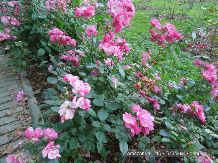 Георгины , пальмы , розы ИЛИ " мои заготовки хорошего настроения на зиму " | Бэйбики Георгины , пальмы , розы ИЛИ " мои заготовки хорошего настроения на зиму "