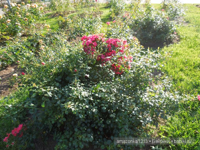 Георгины , пальмы , розы ИЛИ " мои заготовки хорошего настроения на зиму " | Бэйбики Георгины , пальмы , розы ИЛИ " мои заготовки хорошего настроения на зиму "