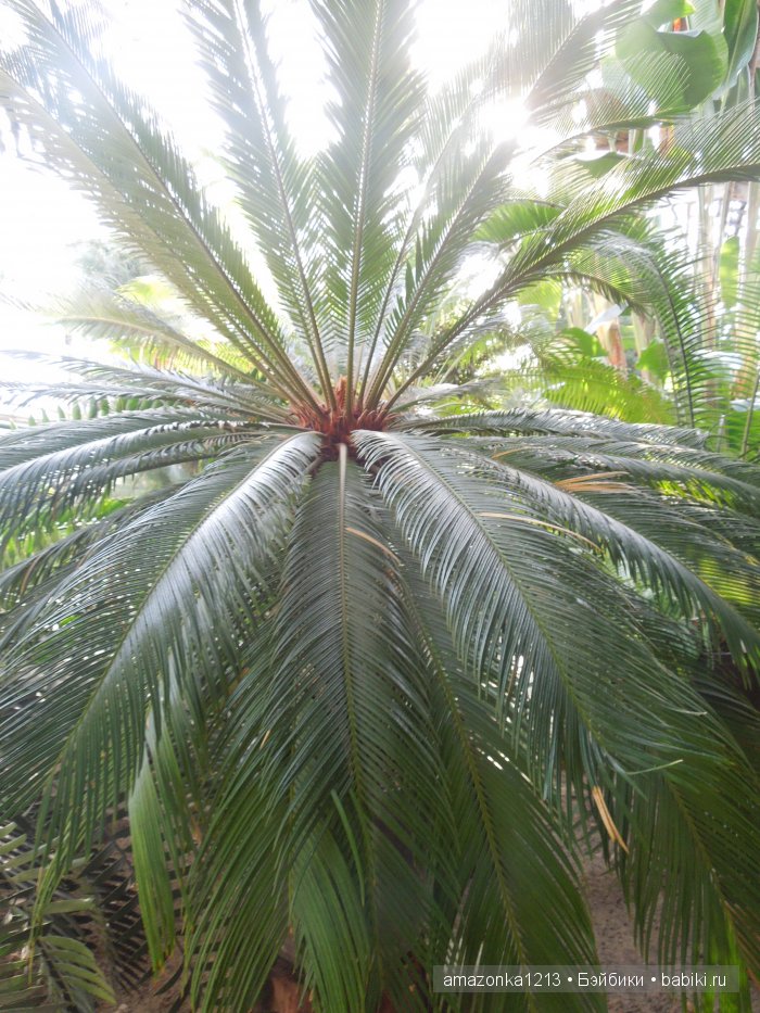 Георгины , пальмы , розы ИЛИ " мои заготовки хорошего настроения на зиму " | Бэйбики Георгины , пальмы , розы ИЛИ " мои заготовки хорошего настроения на зиму "