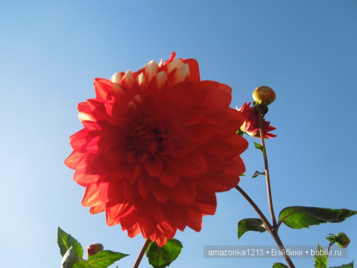 Георгины , пальмы , розы ИЛИ " мои заготовки хорошего настроения на зиму " | Бэйбики Георгины , пальмы , розы ИЛИ " мои заготовки хорошего настроения на зиму "