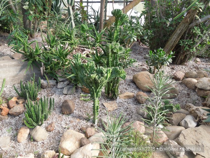 Георгины , пальмы , розы ИЛИ " мои заготовки хорошего настроения на зиму " | Бэйбики Георгины , пальмы , розы ИЛИ " мои заготовки хорошего настроения на зиму "