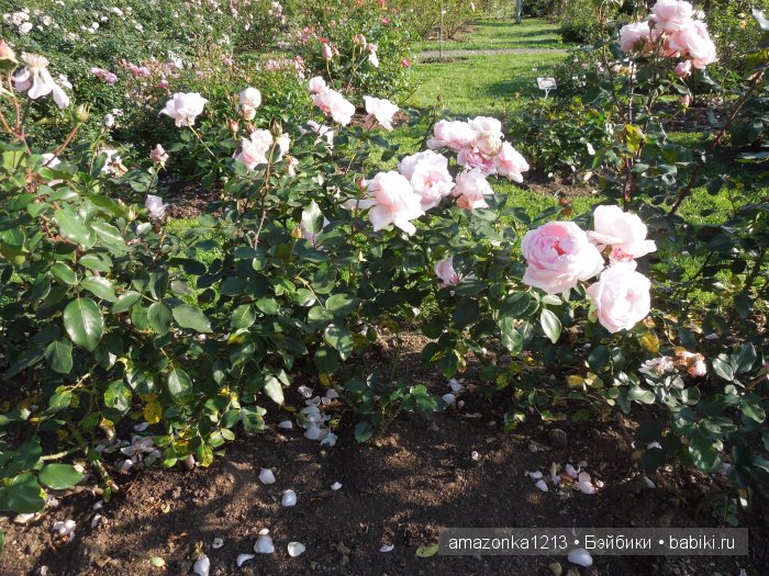Георгины , пальмы , розы ИЛИ " мои заготовки хорошего настроения на зиму " | Бэйбики Георгины , пальмы , розы ИЛИ " мои заготовки хорошего настроения на зиму "