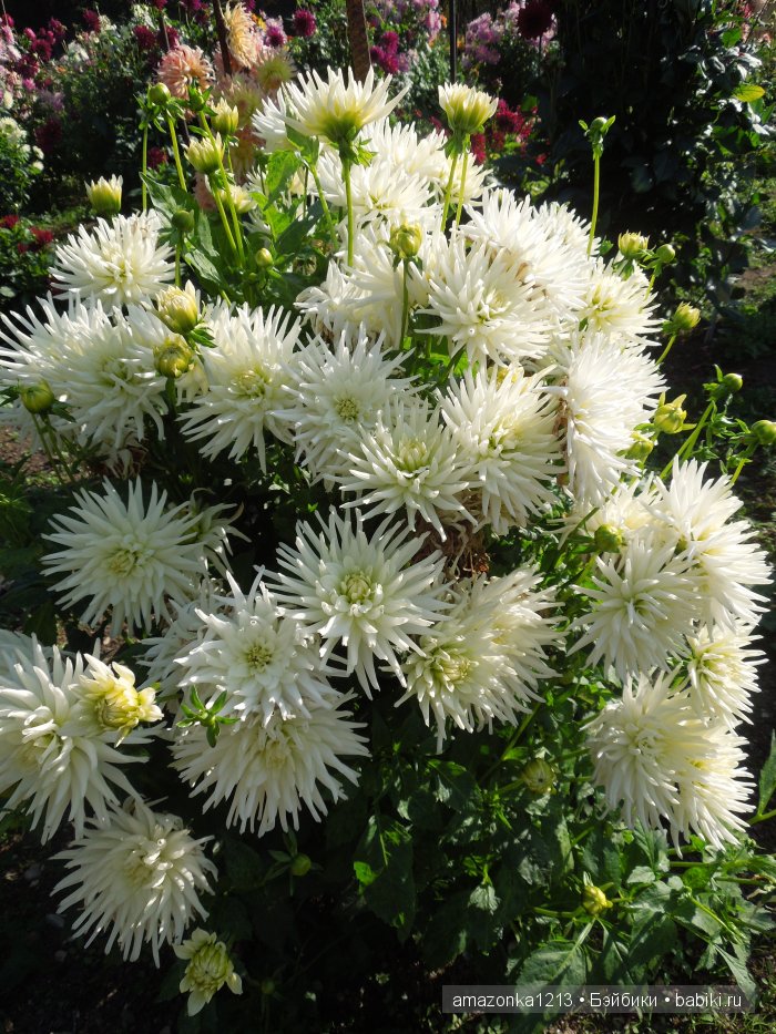 Георгины , пальмы , розы ИЛИ " мои заготовки хорошего настроения на зиму " | Бэйбики Георгины , пальмы , розы ИЛИ " мои заготовки хорошего настроения на зиму "