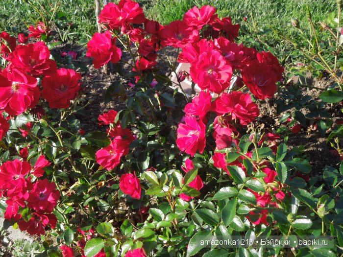 Георгины , пальмы , розы ИЛИ " мои заготовки хорошего настроения на зиму " | Бэйбики Георгины , пальмы , розы ИЛИ " мои заготовки хорошего настроения на зиму "