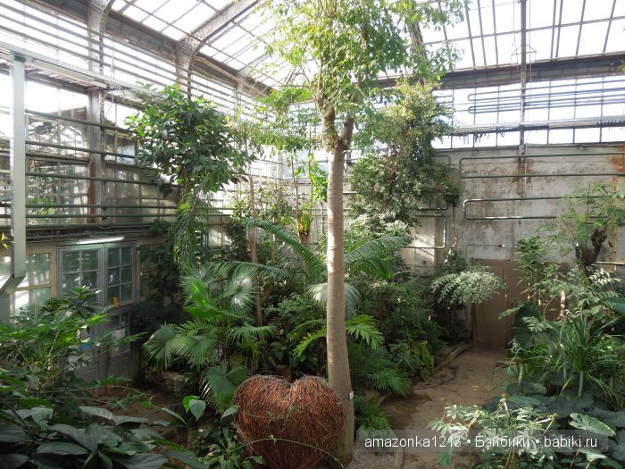 Георгины , пальмы , розы ИЛИ " мои заготовки хорошего настроения на зиму " | Бэйбики Георгины , пальмы , розы ИЛИ " мои заготовки хорошего настроения на зиму "