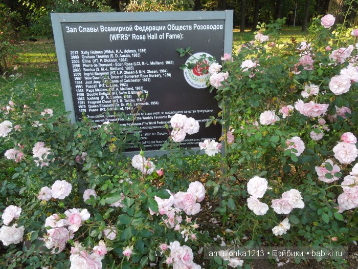 Георгины , пальмы , розы ИЛИ " мои заготовки хорошего настроения на зиму " | Бэйбики Георгины , пальмы , розы ИЛИ " мои заготовки хорошего настроения на зиму "