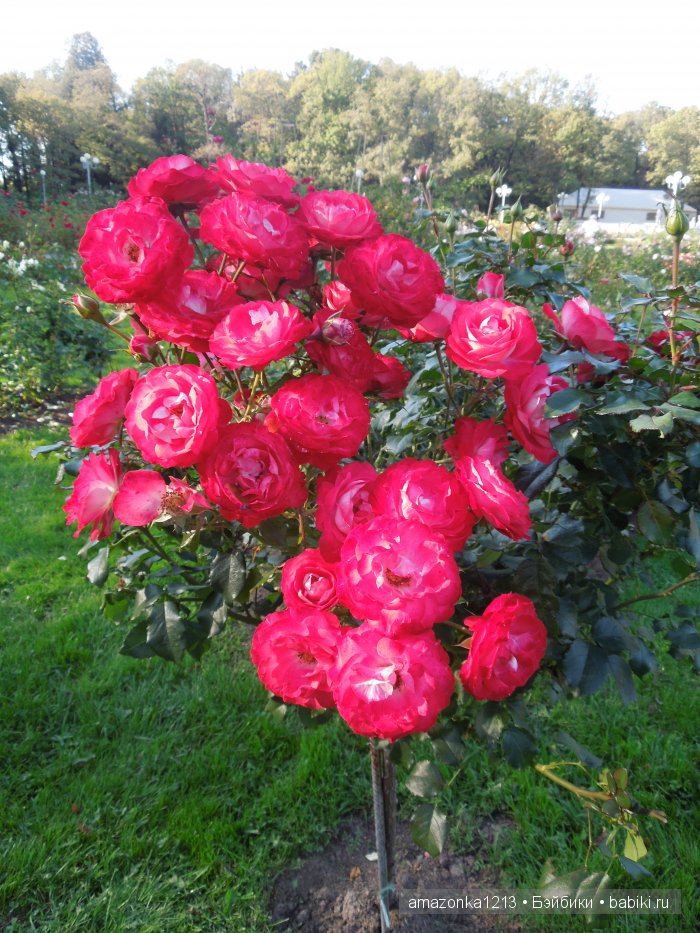 Георгины , пальмы , розы ИЛИ " мои заготовки хорошего настроения на зиму " | Бэйбики Георгины , пальмы , розы ИЛИ " мои заготовки хорошего настроения на зиму "