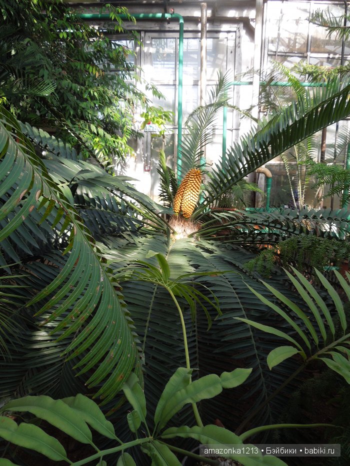 Георгины , пальмы , розы ИЛИ " мои заготовки хорошего настроения на зиму " | Бэйбики Георгины , пальмы , розы ИЛИ " мои заготовки хорошего настроения на зиму "