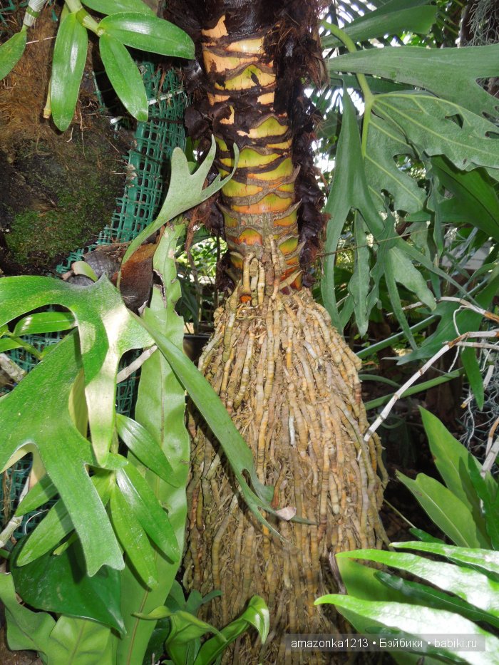 Георгины , пальмы , розы ИЛИ " мои заготовки хорошего настроения на зиму " | Бэйбики Георгины , пальмы , розы ИЛИ " мои заготовки хорошего настроения на зиму "