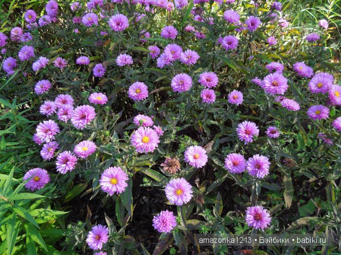 Георгины , пальмы , розы ИЛИ " мои заготовки хорошего настроения на зиму " | Бэйбики Георгины , пальмы , розы ИЛИ " мои заготовки хорошего настроения на зиму "