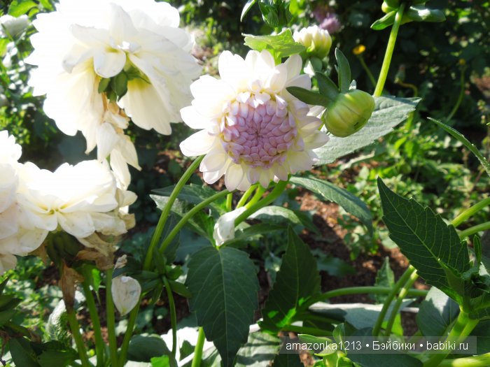 Георгины , пальмы , розы ИЛИ " мои заготовки хорошего настроения на зиму " | Бэйбики Георгины , пальмы , розы ИЛИ " мои заготовки хорошего настроения на зиму "