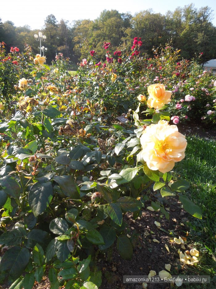 Георгины , пальмы , розы ИЛИ " мои заготовки хорошего настроения на зиму " | Бэйбики Георгины , пальмы , розы ИЛИ " мои заготовки хорошего настроения на зиму "