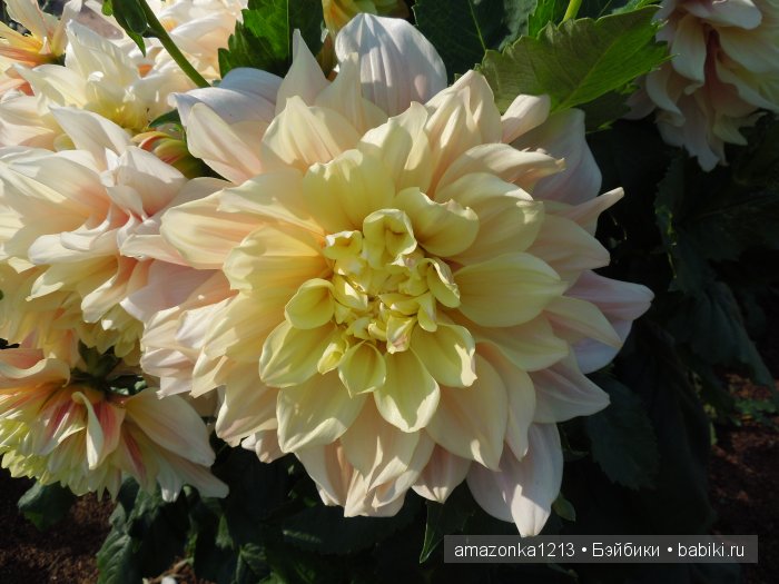 Георгины , пальмы , розы ИЛИ " мои заготовки хорошего настроения на зиму " | Бэйбики Георгины , пальмы , розы ИЛИ " мои заготовки хорошего настроения на зиму "